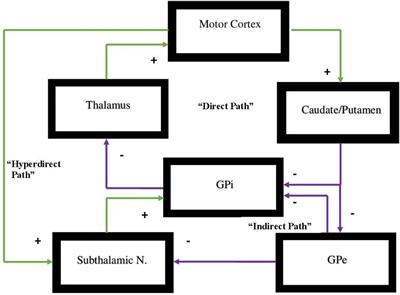 Front and center: Maturational dysregulation of frontal lobe functional neuroanatomic connections in attention deficit hyperactivity disorder